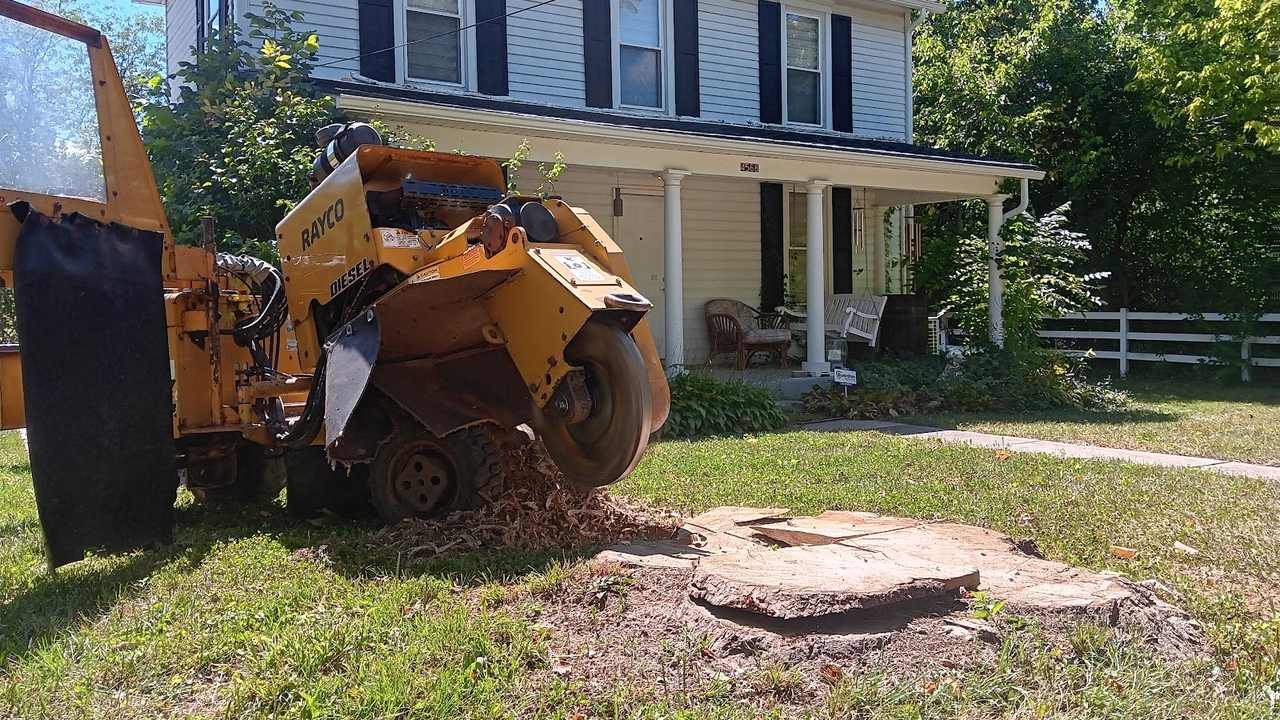 A yellow Rayco stump grinder chewing a large stump in a front lawn, with a white two-story house and porch behind it.
