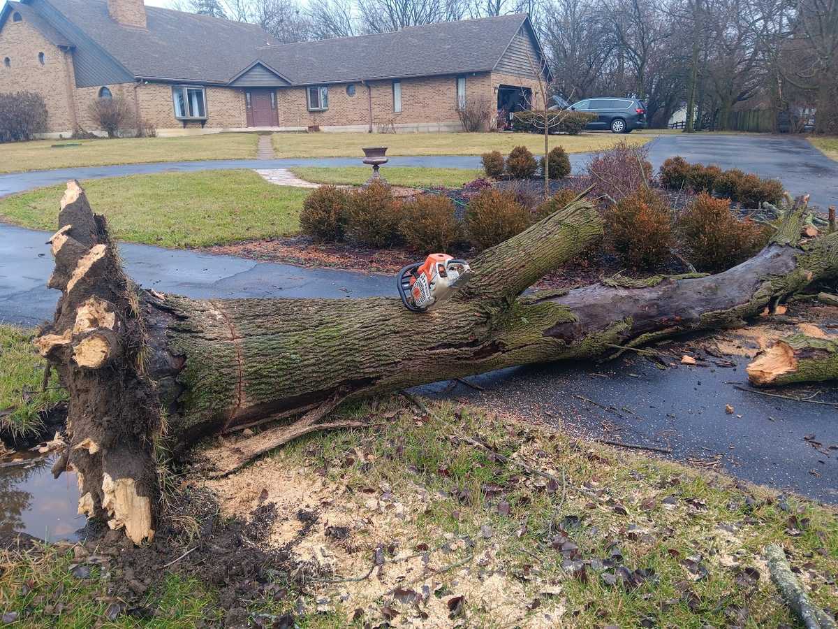 A large tree trunk lying across a wet asphalt driveway with a red-and-white chainsaw resting on it, in front of a long brick house.