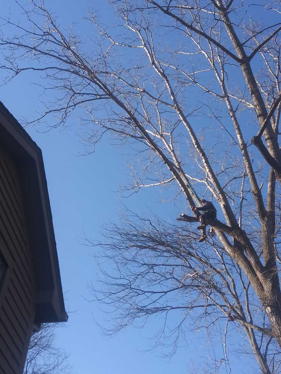 A climber high in the branches of a tall bare tree, seen from the ground against a blue sky, with the corner of a house on the left.